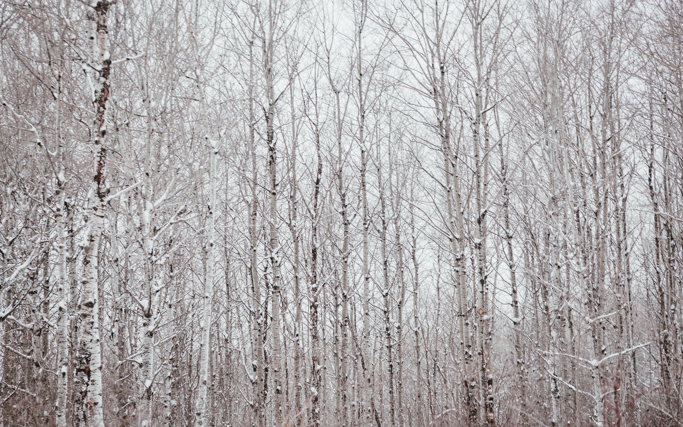 a-black-and-white-polar-forest-against-a-white-winter-sky.jpg